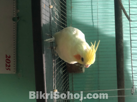 Cockatiel femal